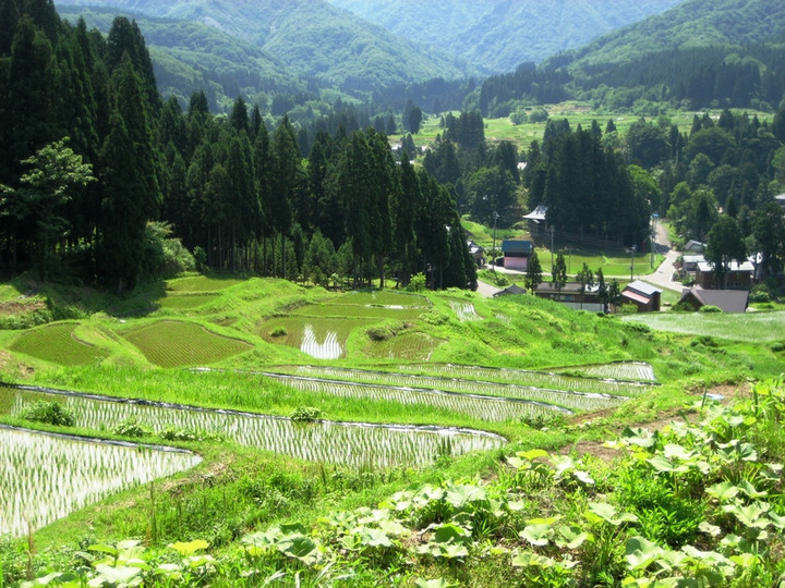 しただブログ : 初夏の下田、北五百川,棚田の風景