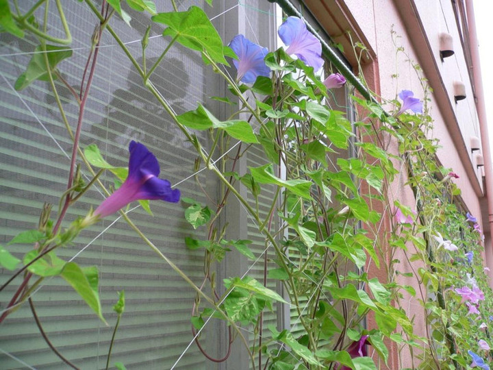 朝顔すだれ　　みどりのカーテン 朝顔すだれ緑のカーテン